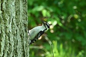 037 Woodpecker, Downy, 2023-05282852 Roger Williams Botanical Garden, RI
